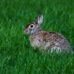 Kaninchen beim Tierarzt: Was kostet eine Behandlung wirklich?