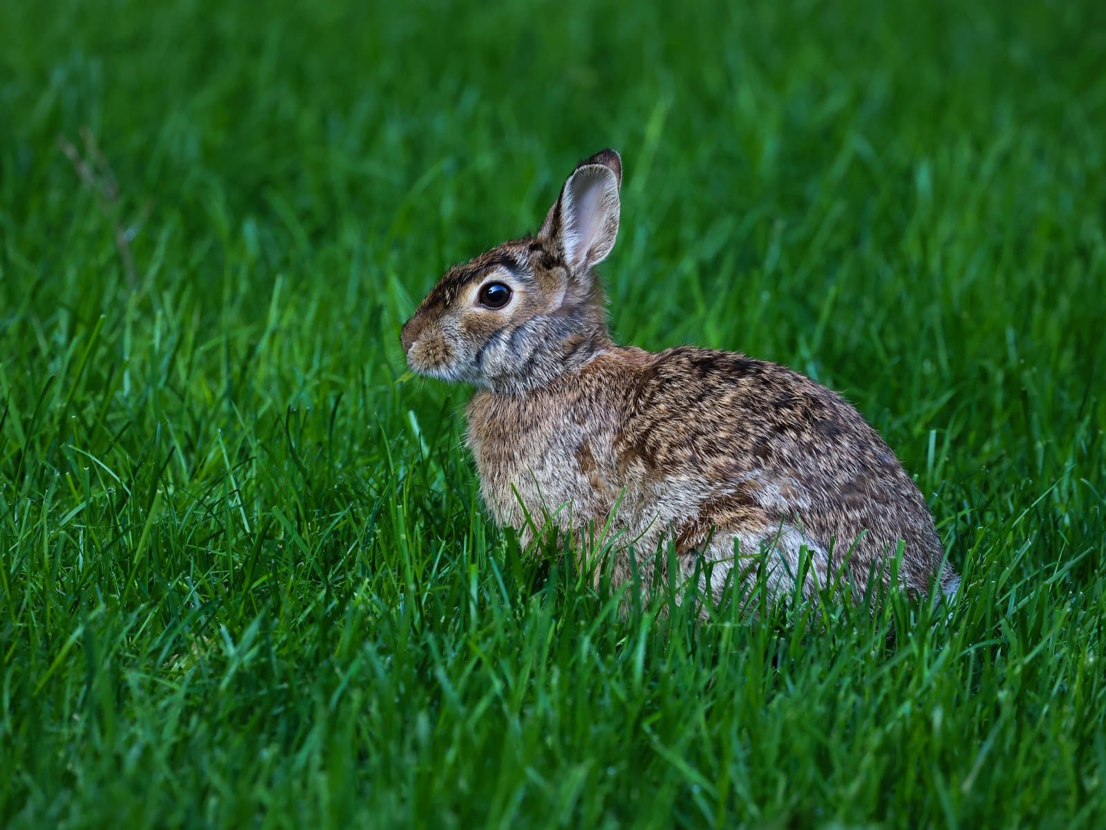 Kaninchen beim Tierarzt: Was kostet eine Behandlung wirklich?