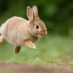 Kaninchen richtig ernähren: Was darf ins Futter, was nicht?