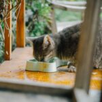 Kann man Katzen Hundefutter geben?