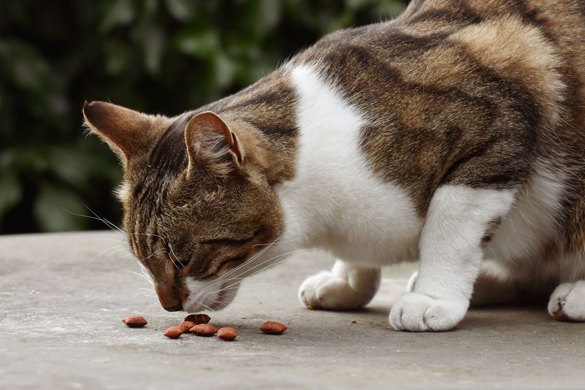 Kann man Katzen Hundefutter geben? – go4vet