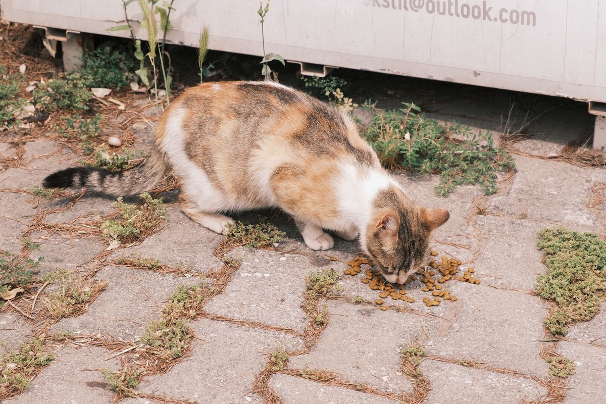 Kann man Katzen Hundefutter geben? – go4vet