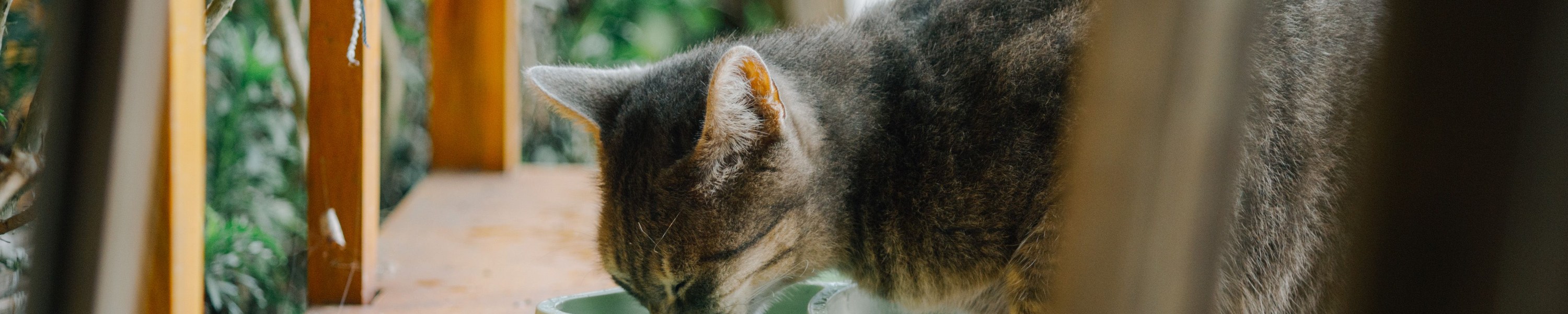 Kann man Katzen Hundefutter geben?