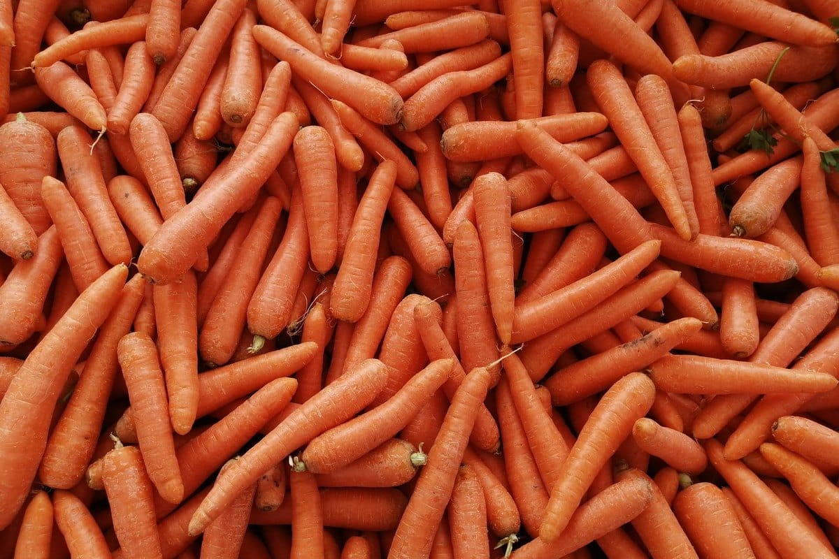 Karotten für Hunde: Gesunder Snack oder gefährlich? – go4vet