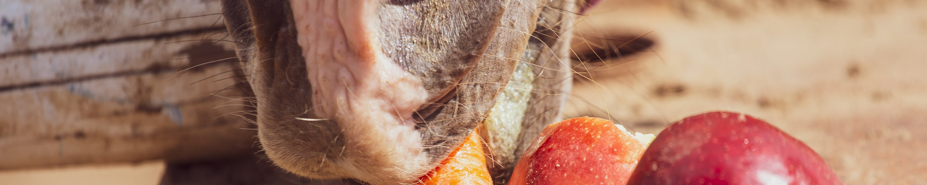 Karotten in der Pferdefütterung: Saftfutter mit Maß