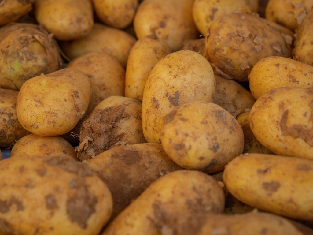 Dürfen Hunde Kartoffeln essen? Roh ist streng verboten!