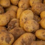 Dürfen Hunde Kartoffeln essen? Roh ist streng verboten!