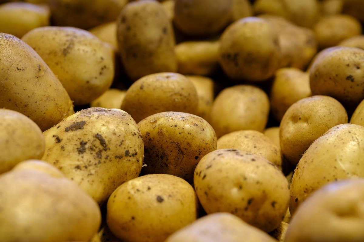 Dürfen Hunde Kartoffeln essen? Roh ist streng verboten! – go4vet