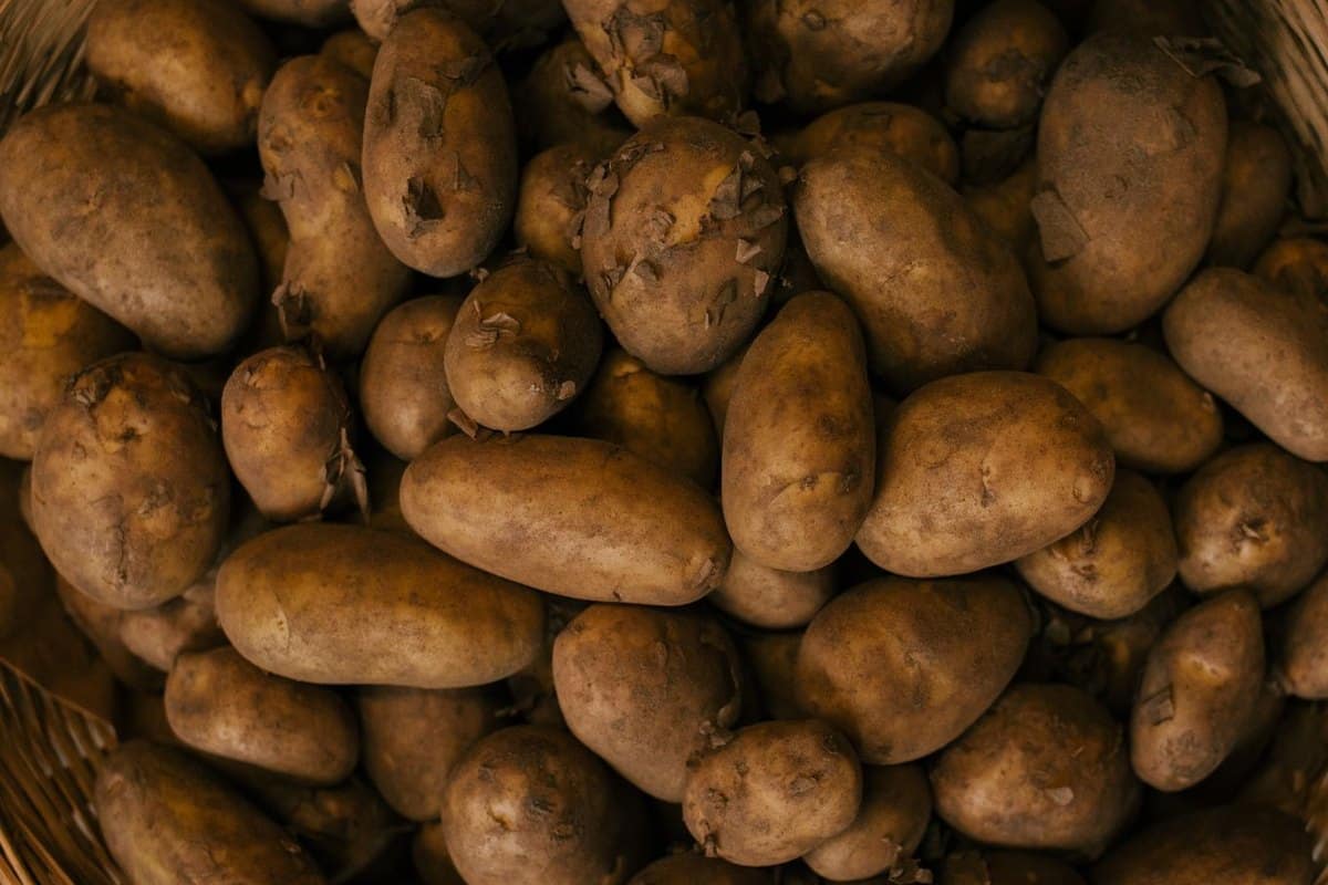 Dürfen Hunde Kartoffeln essen? Roh ist streng verboten! – go4vet
