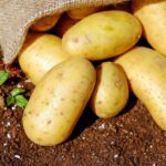 Dürfen Katzen Kartoffeln essen? Roh ist streng verboten!