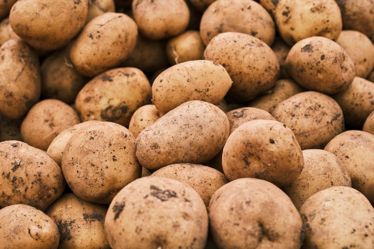 Dürfen Katzen Kartoffeln essen? Roh ist streng verboten! – go4vet