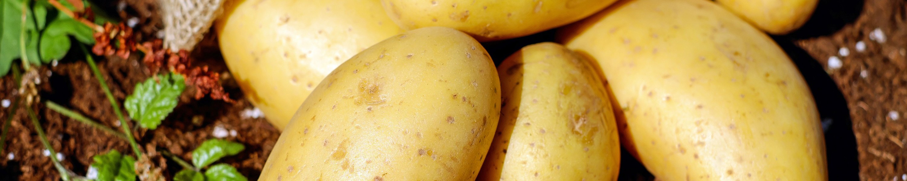 Dürfen Katzen Kartoffeln essen? Roh ist streng verboten!