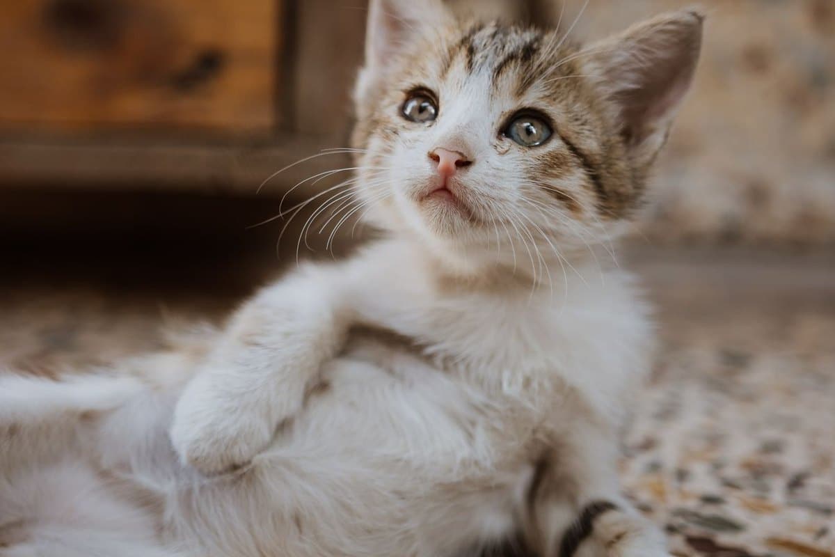Kastration bei Katzen – go4vet