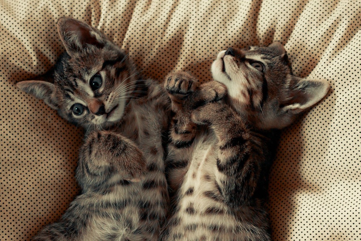 Kastration bei Katzen – go4vet