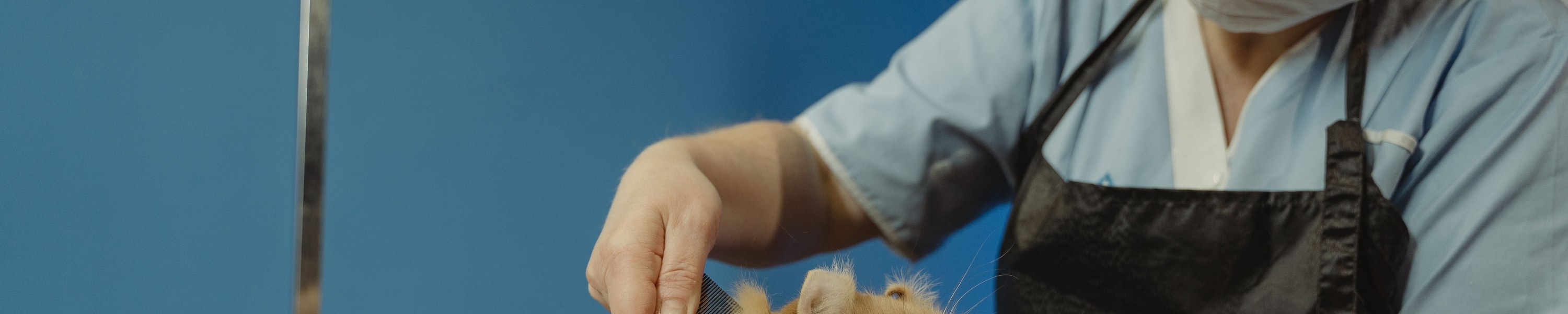 Kastration bei Katzen