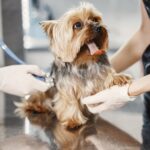 Kastration beim Hund: Vor- und Nachteile, Kosten & Zeitpunkt
