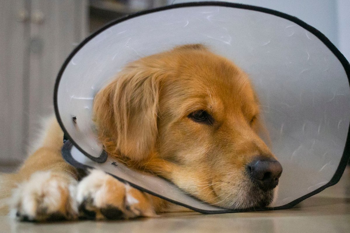 Kastration beim Hund: Vor- und Nachteile, Kosten & Zeitpunkt – go4vet