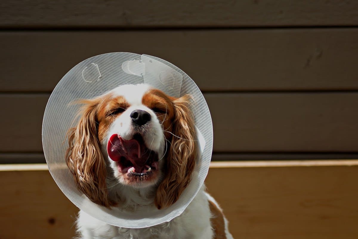 Kastration beim Hund: Vor- und Nachteile, Kosten & Zeitpunkt – go4vet