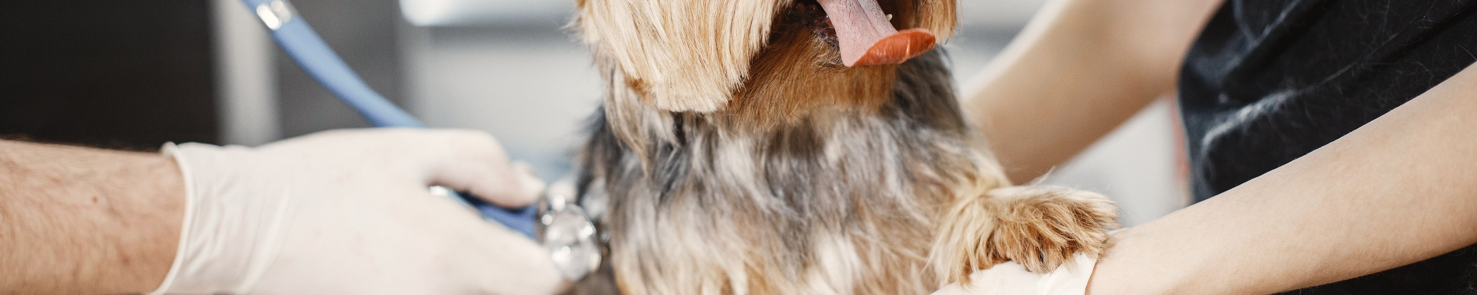 Kastration beim Hund: Vor- und Nachteile, Kosten & Zeitpunkt
