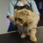 Kastration der Katze: Zeitpunkt, Ablauf, Kosten und Nachsorge