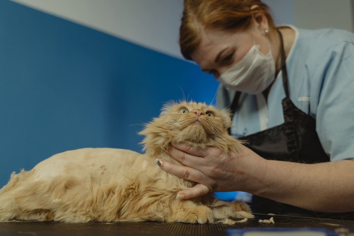 Kastration der Katze: Zeitpunkt, Ablauf, Kosten und Nachsorg – go4vet