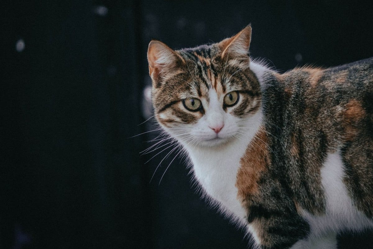 Kastration der Katze: Zeitpunkt, Ablauf, Kosten und Nachsorg – go4vet