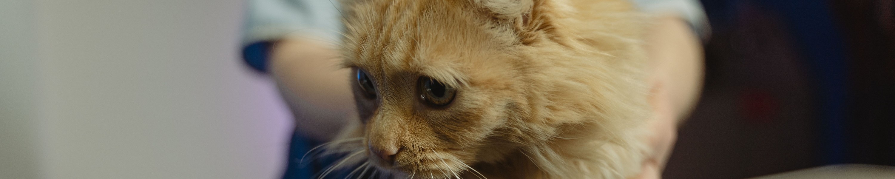 Kastration der Katze: Zeitpunkt, Ablauf, Kosten und Nachsorge
