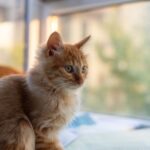 Katze an Freigang gewöhnen