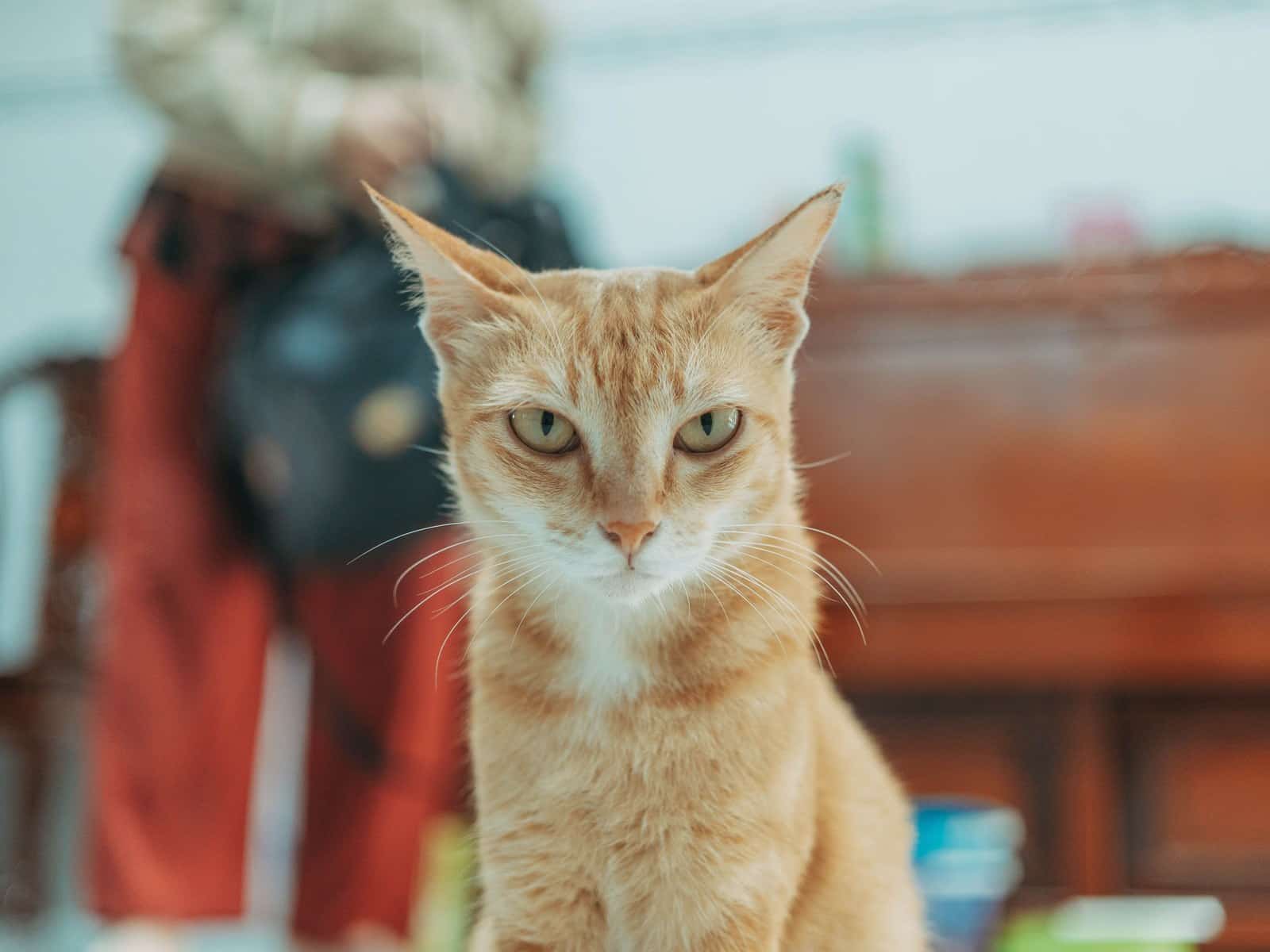 Katze einschläfern: Wann ist der richtige Zeitpunkt?