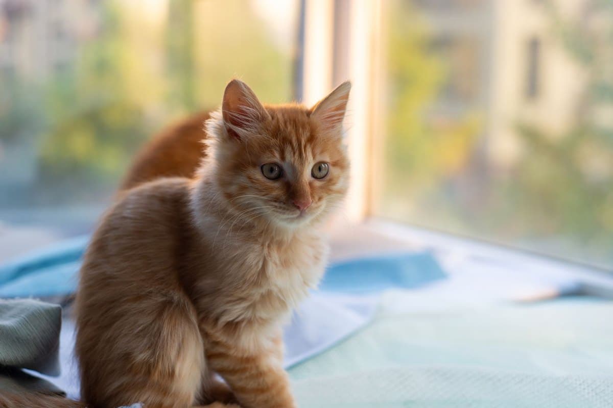 Katze einschläfern: Wann ist der richtige Zeitpunkt? – go4vet