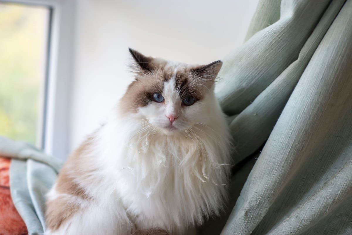 Katze einschläfern: Wann ist der richtige Zeitpunkt? – go4vet