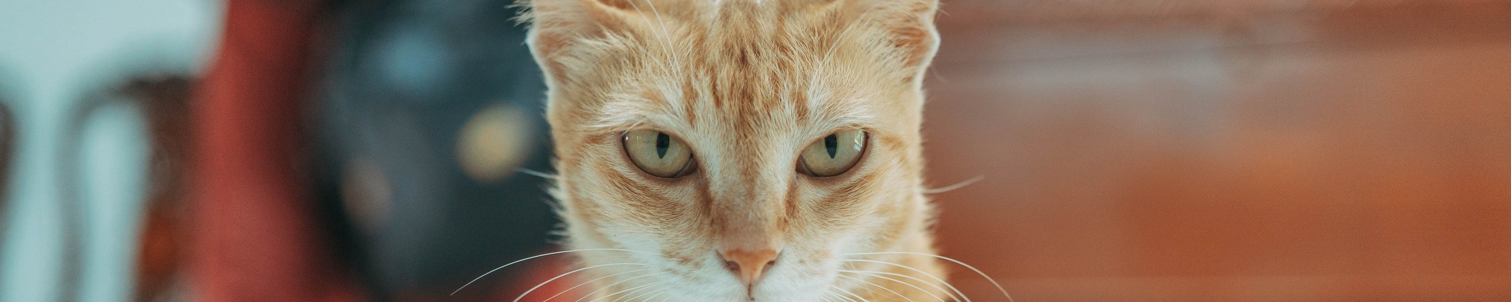 Katze einschläfern: Wann ist der richtige Zeitpunkt?