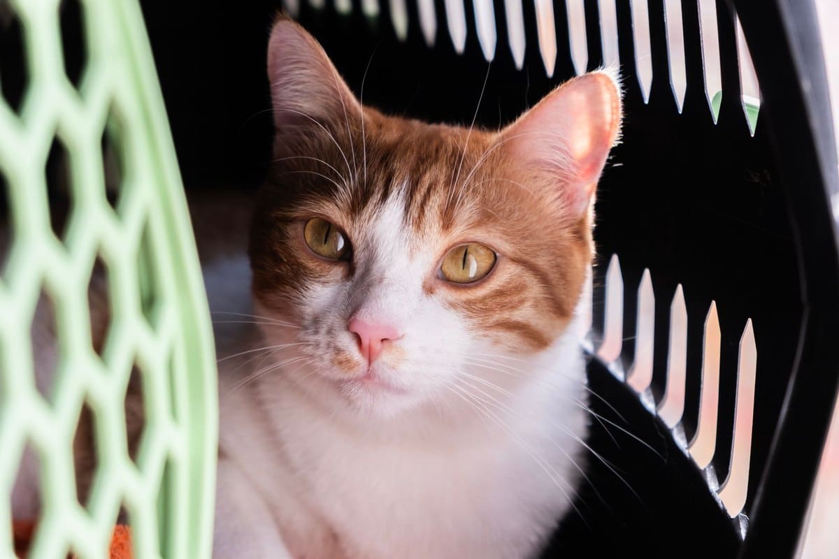 Mit der Katze fliegen: Vorbereitung und Ablauf – go4vet