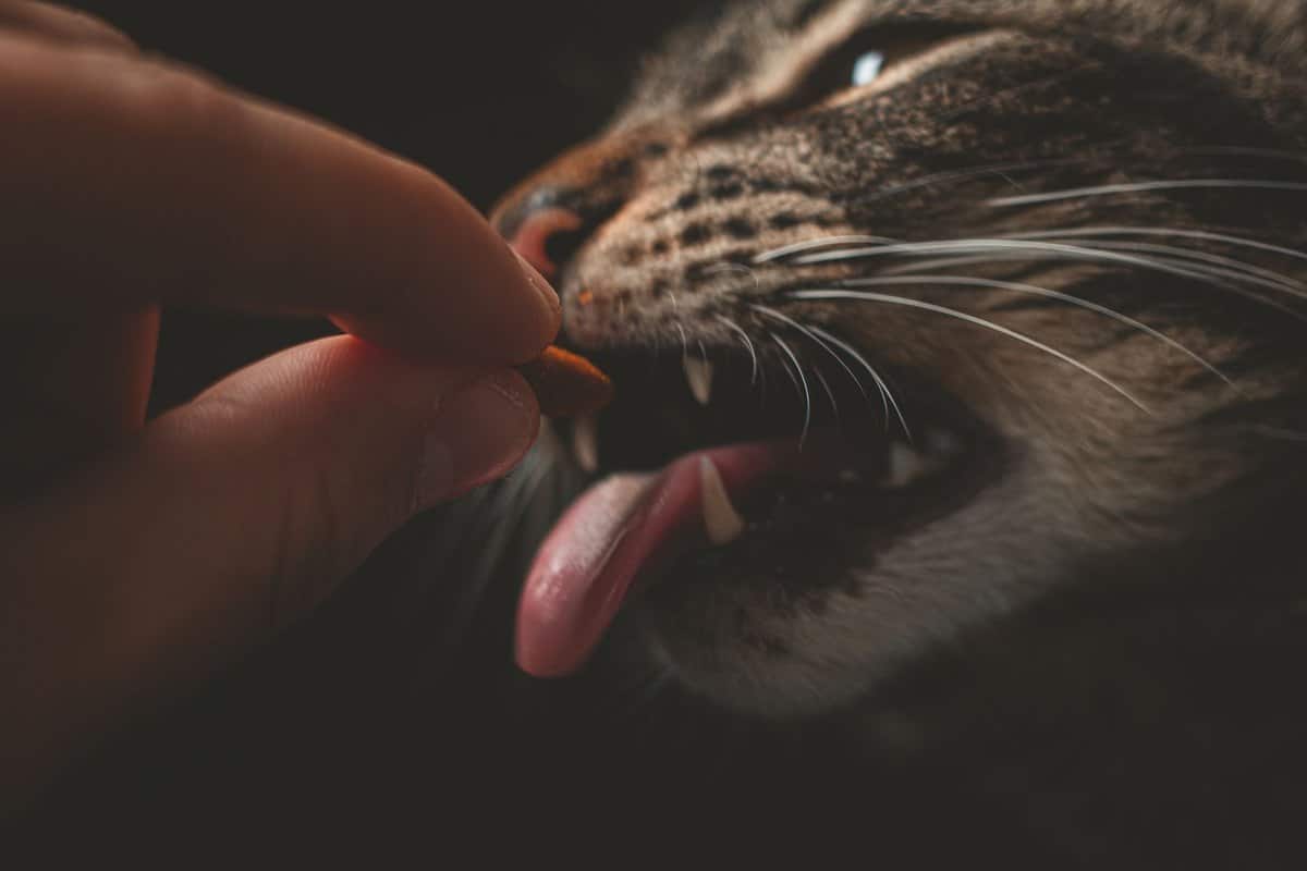 Katze frisst nicht – go4vet