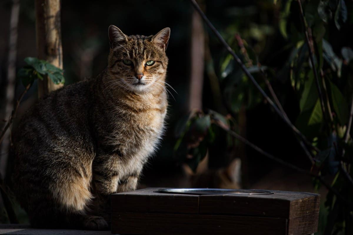 Katze frisst nicht – go4vet