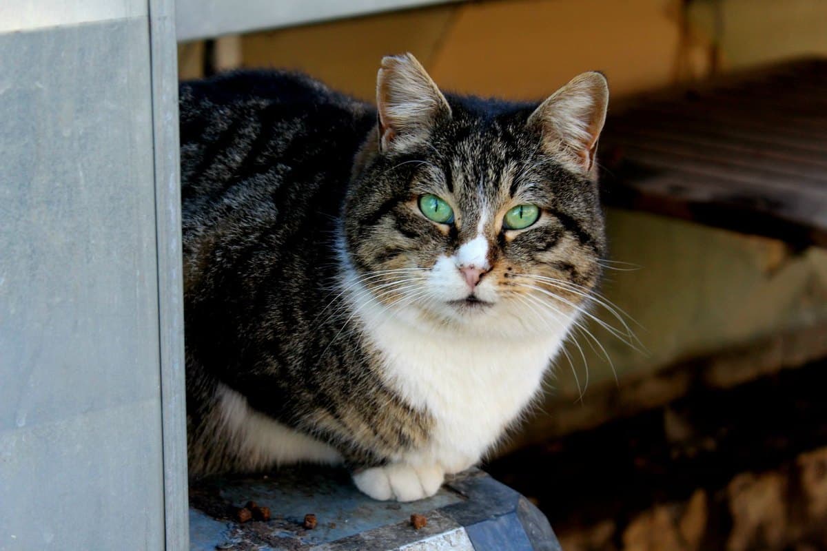 Katze heiser – go4vet
