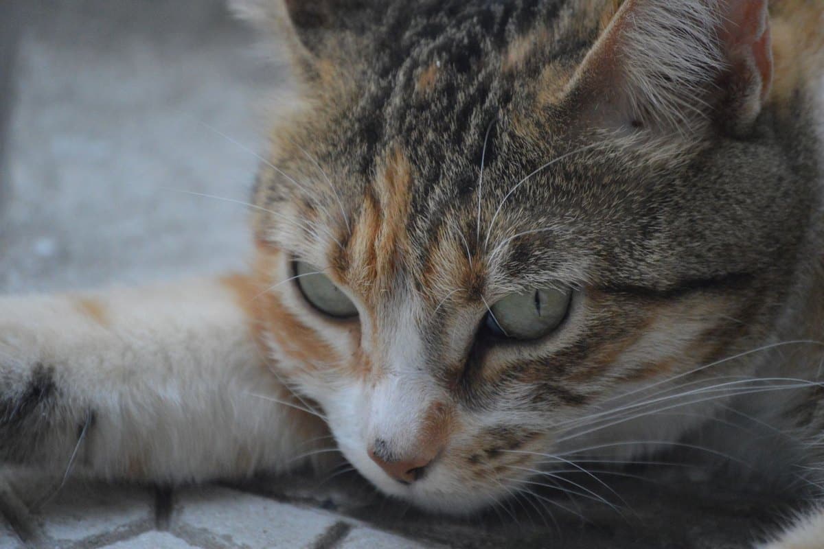 Katze heiser – go4vet