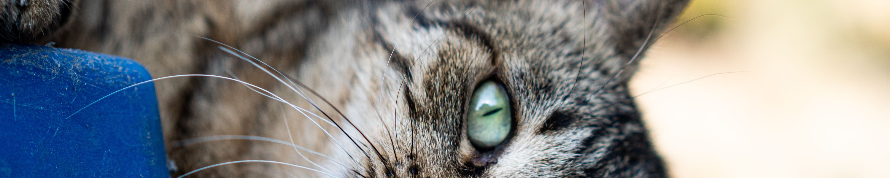 Katze heiser