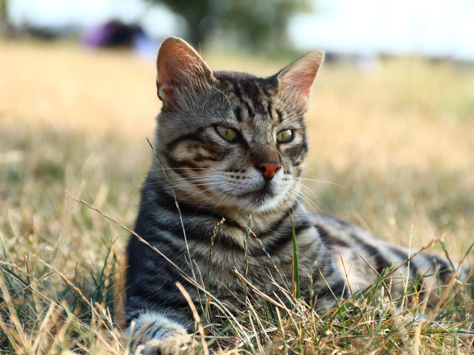 Katze im Sommer kühlen: Tipps bei Hitze in der Wohnung