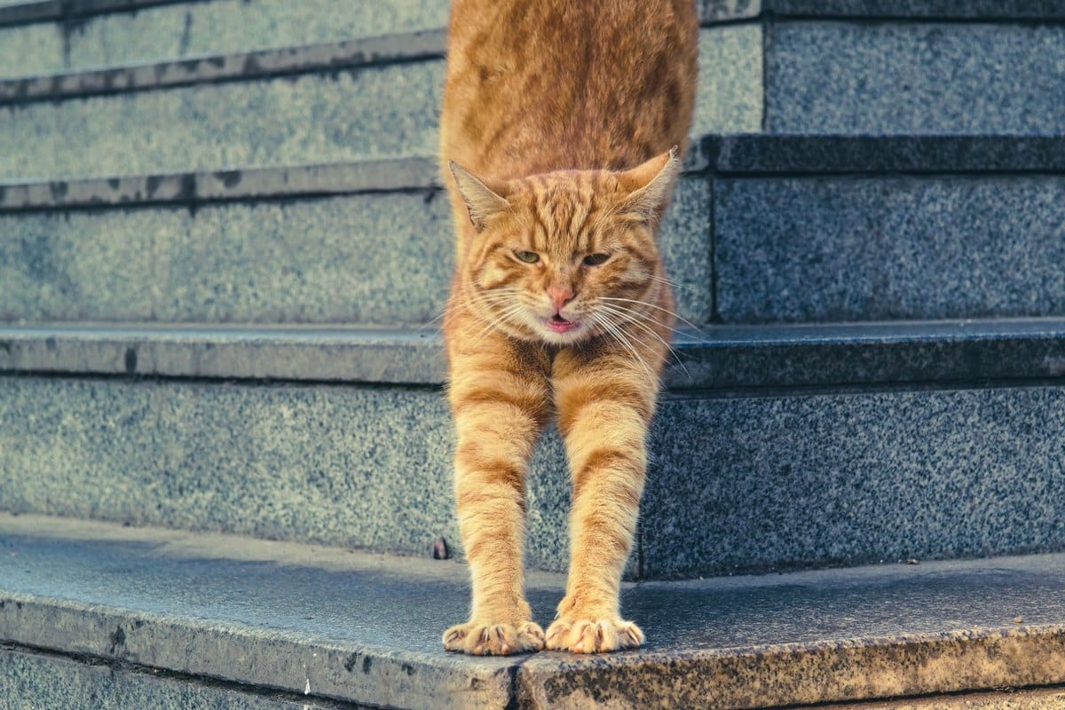 Katze kaut Luft – go4vet