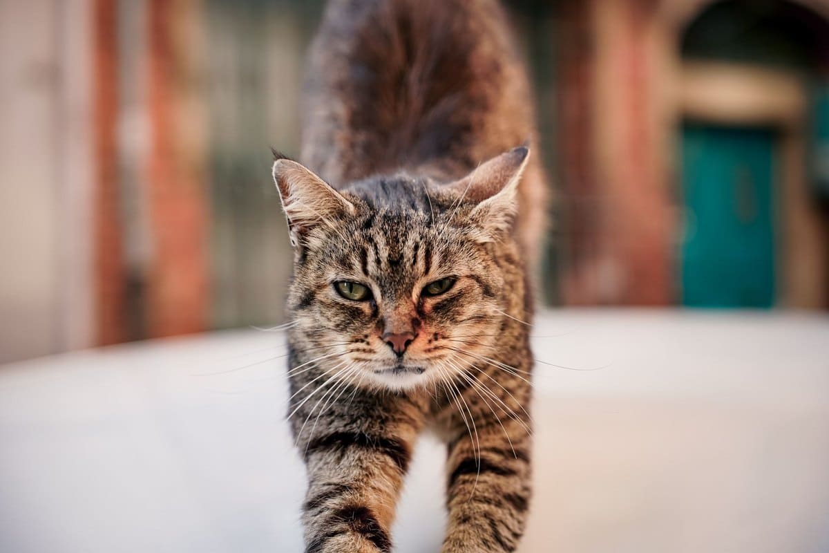 Katze kaut Luft – go4vet