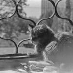 Katze kommt nicht nach Hause: Ab wann musst du dir Sorgen machen?
