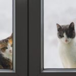 Katze läuft im Kreis