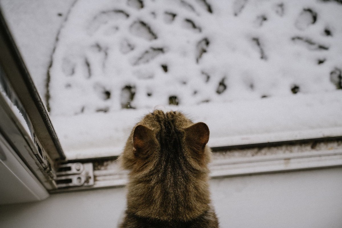 Katze läuft im Kreis – go4vet