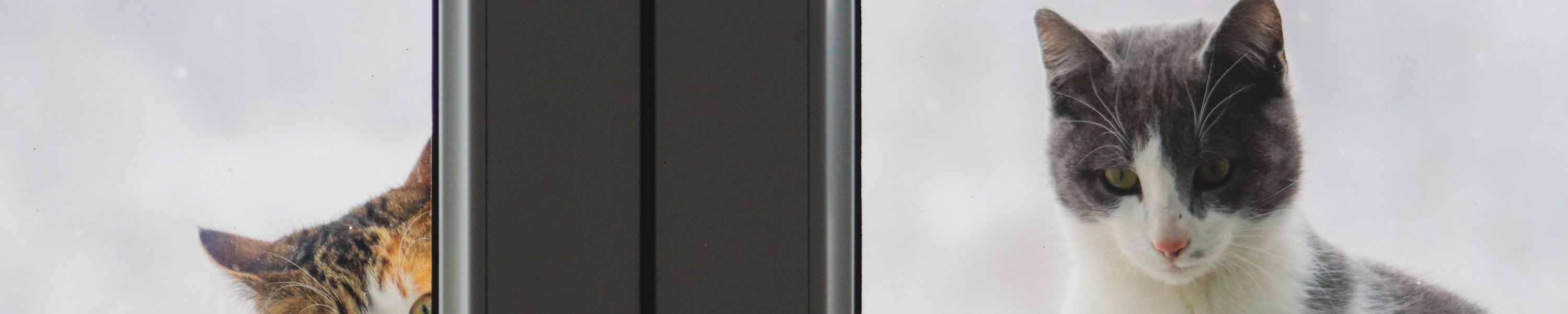 Katze läuft im Kreis