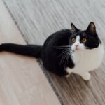 Katze leckt meine Nase