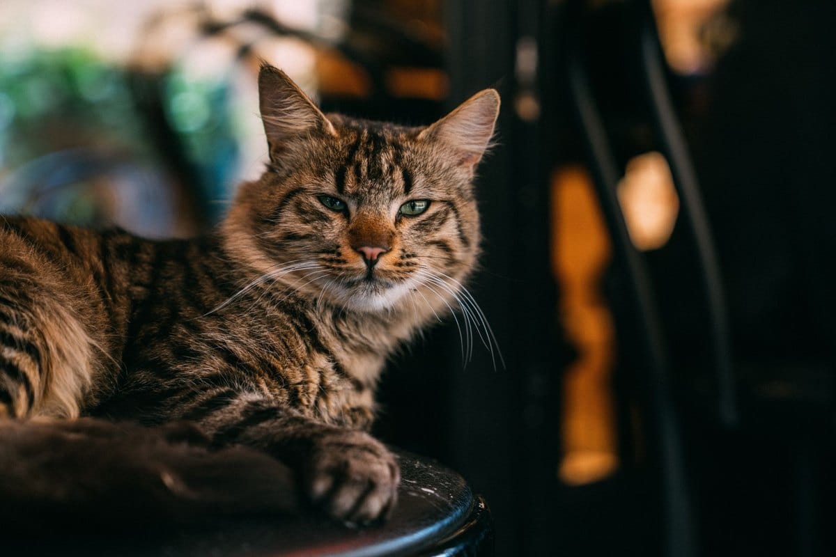 Katze leckt meine Nase – go4vet
