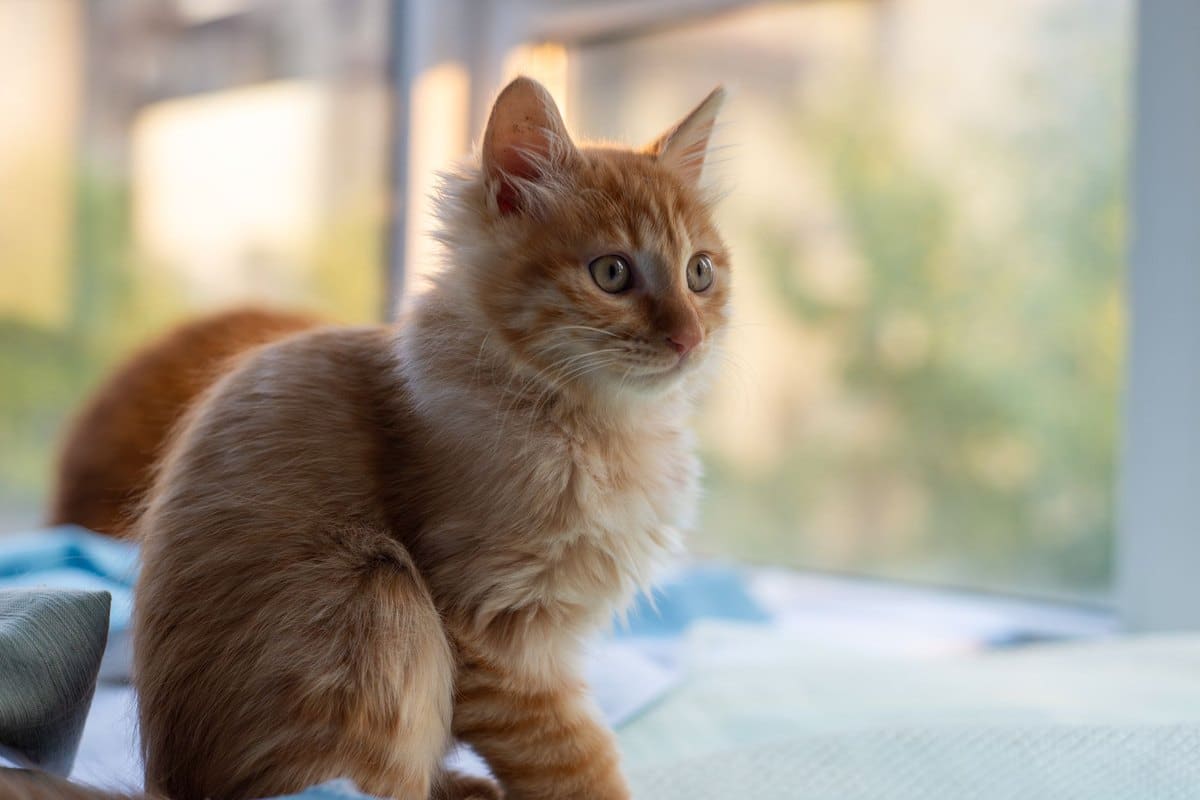 Katze leckt meine Nase – go4vet