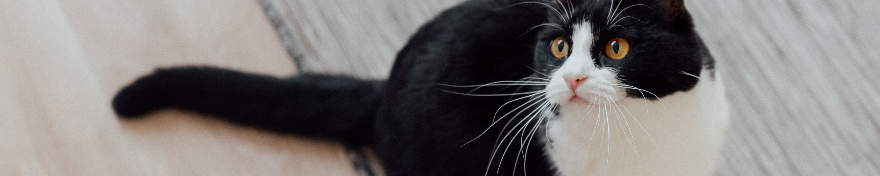 Katze leckt meine Nase