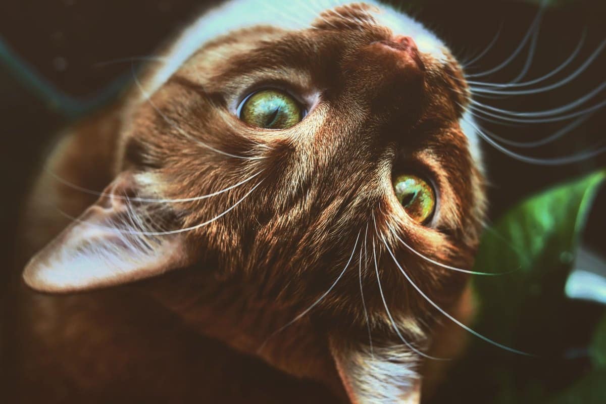Katze miaut nicht – go4vet